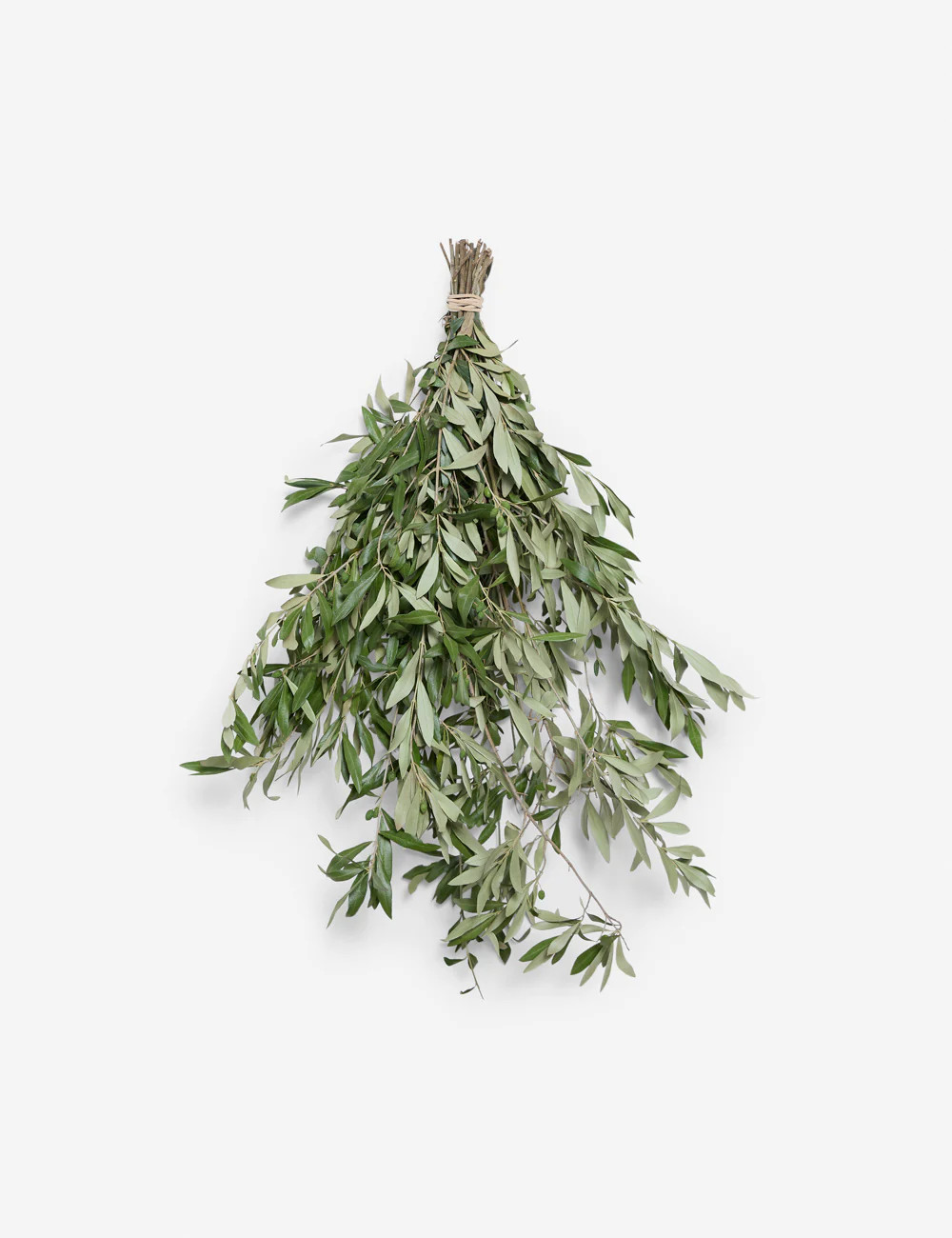 Live Olive Branch Bunch | Lulu and Georgia 