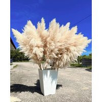 20Pcs Usa-Grown Pampas Grass 2-4Ft Boho Wedding Arch Decor, Dried Flowers | Etsy (US)