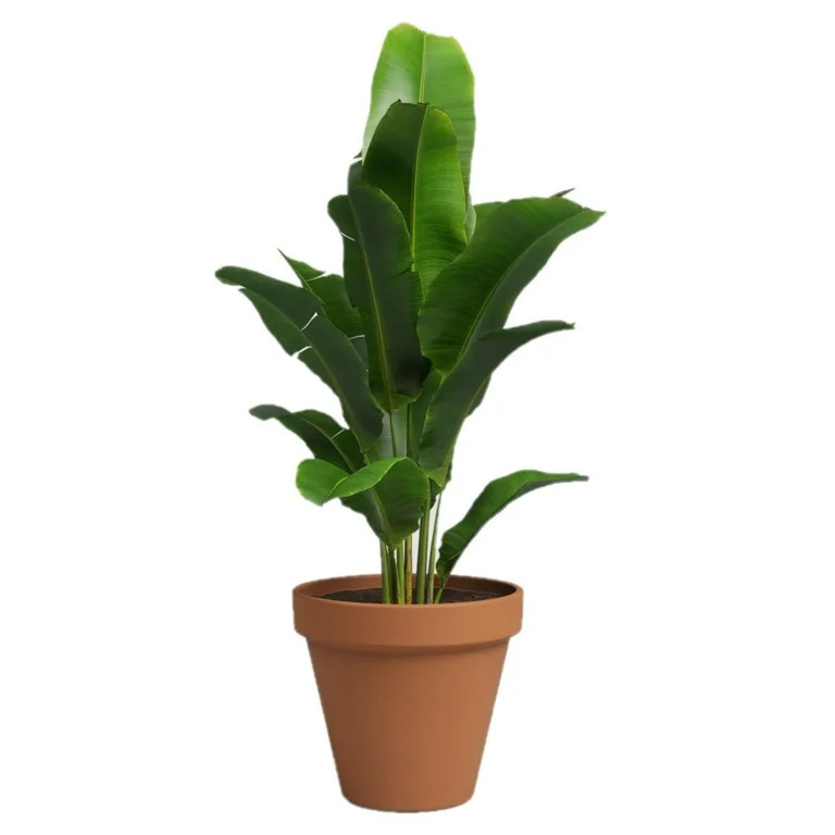 Artevasi 6 inch Round Terracotta Clay Pot with Drainage Hole To Prevent Over Watering | Walmart (US)