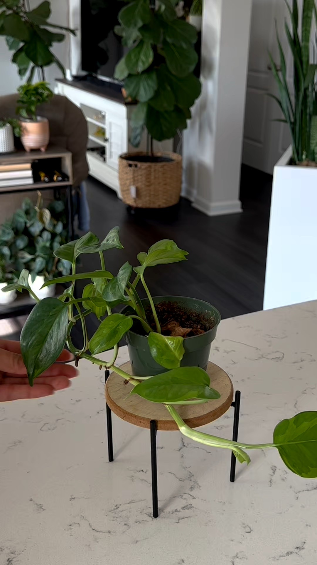 How To Make Plant Fuller 

#LTKHome #LTKstorytime