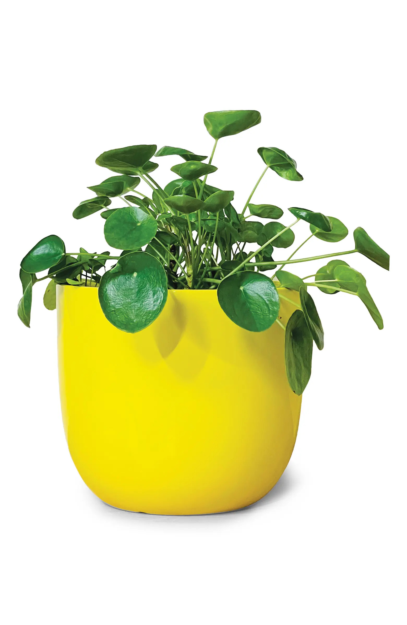 The Mug Large Glossy Ceramic Plant Pot | Nordstrom