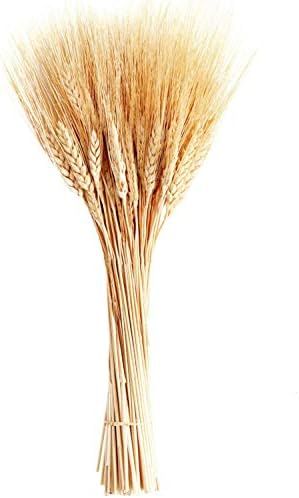 June Fox Dried Wheat Stalks, 100 Stems Wheat Sheaves for Decorating Wedding Table Home Kitchen (1... | Amazon (US)