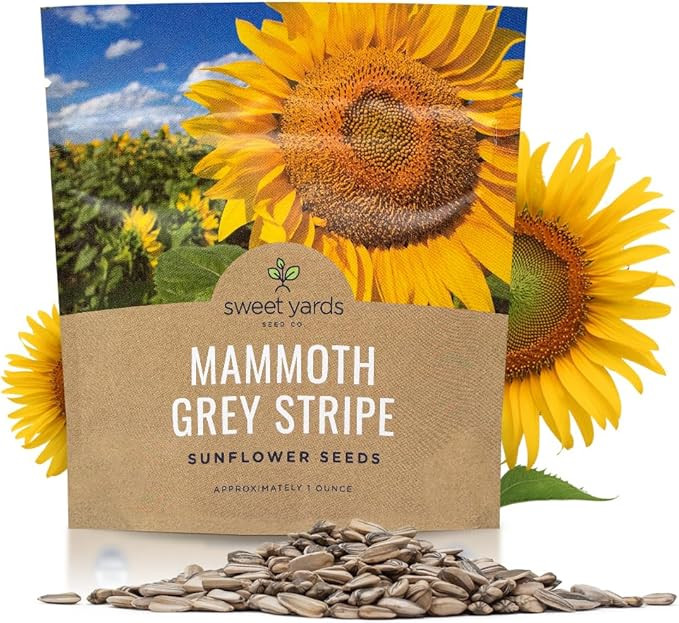 Mammoth Grey Stripe Sunflower Seeds for Planting – Extra Large Packet – Over 250 Open Pollina... | Amazon (US)