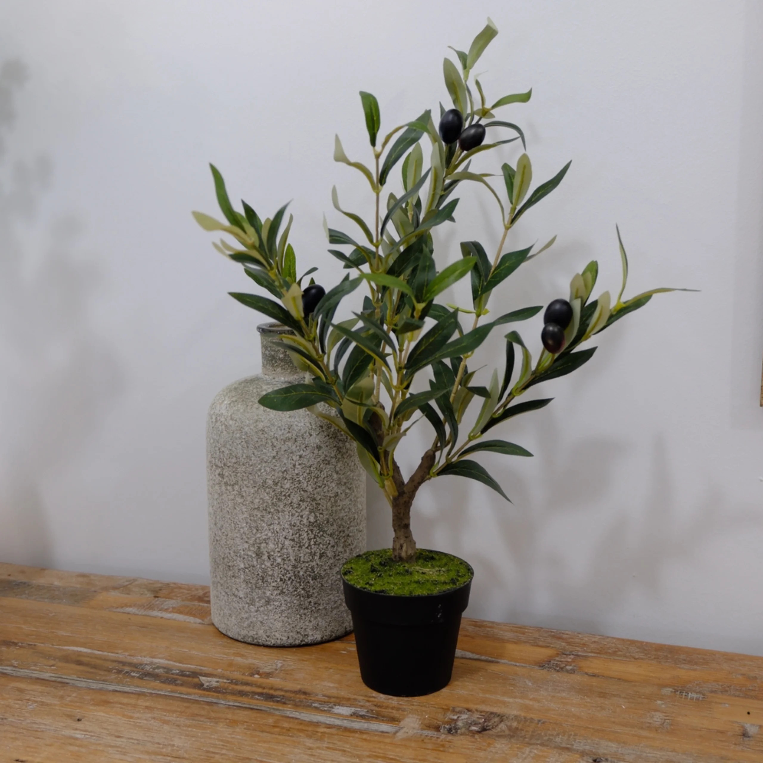 19" Potted Olive Bush | Fiddle & Fig