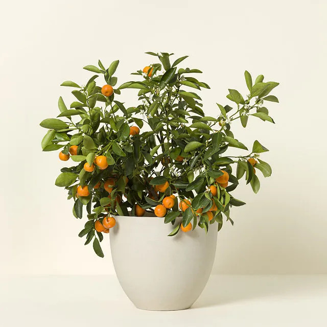 Grow Anywhere Calamondin Tree | UncommonGoods