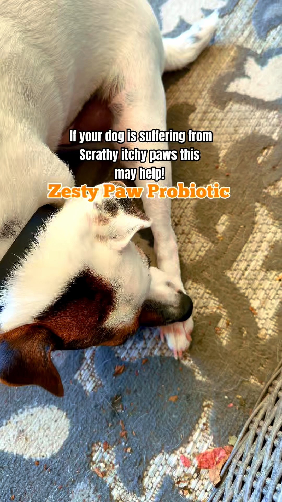 Mardi has the itches again, reaching for Zesty Paws to help balance his system. Healthy gut healthy pup/ pet Zesty Paws 

#LTKdayinmylife #LTKselfcare #LTKstorytime