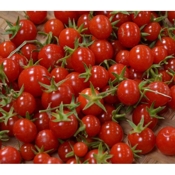 Sweet Million Cherry Tomato Plant - 2.5" Pot - Up to 2000 Cherries - Walmart.com | Walmart (US)