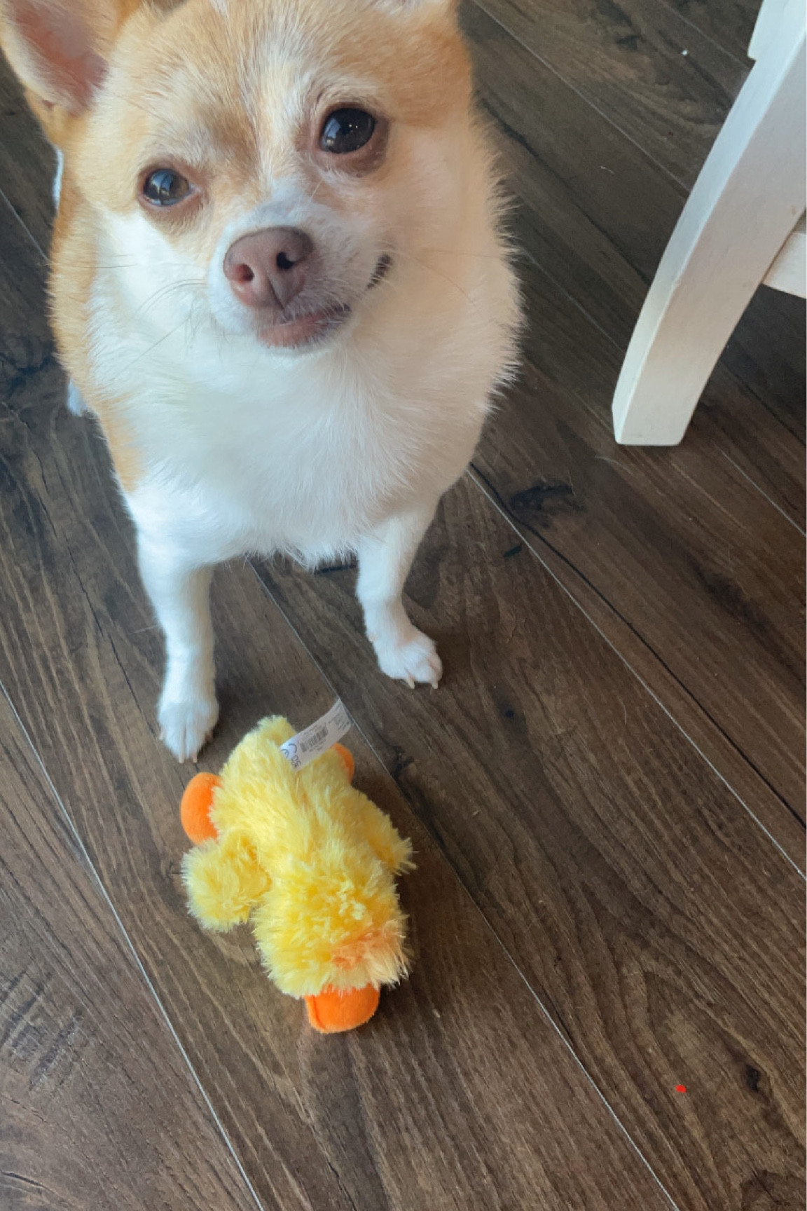 throw the duck, human