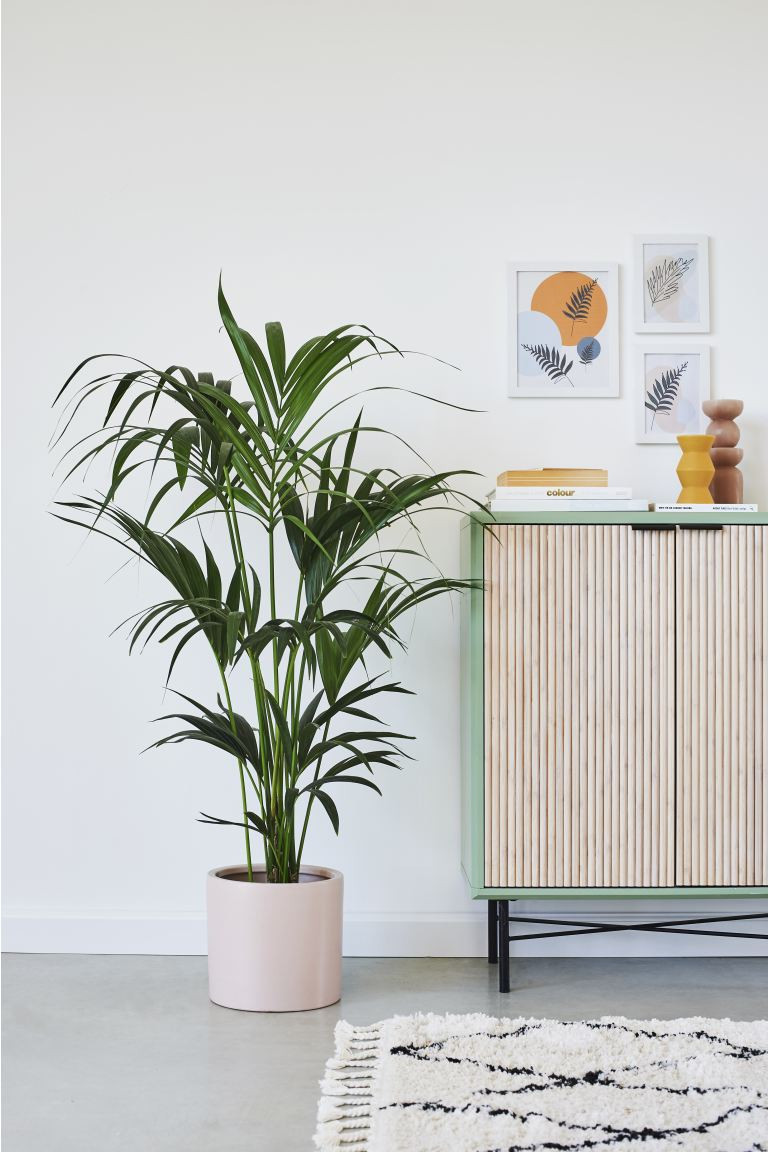 Kentia Palm | H&M (UK, MY, IN, SG, PH, TW, HK)