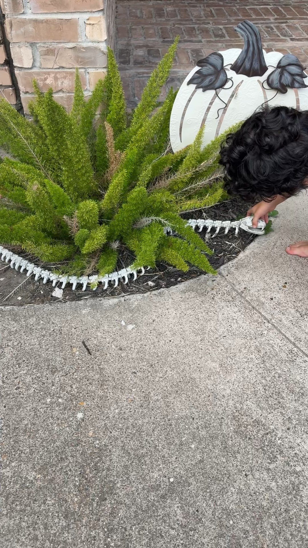 We found the cutest skeleton snack to add to our plant and the cool part is his mouth actually moves. My son wanted to make sure he was had dirt in his mouth and was eating a plant to look real lol 

The pumpkin is from hobby lobby, linked you similar. 

#LTKHalloween #LTKSeasonal #LTKHome