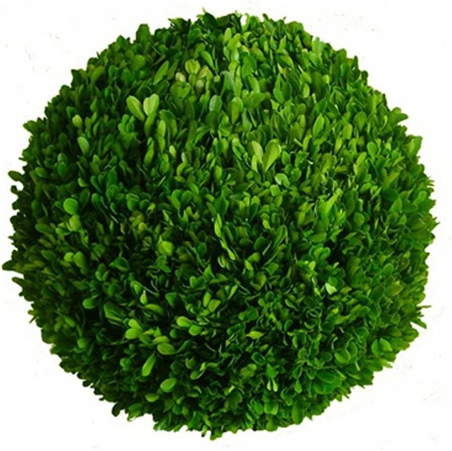Mills Floral Preserved Boxwood Ball 16" | Amazon (US)