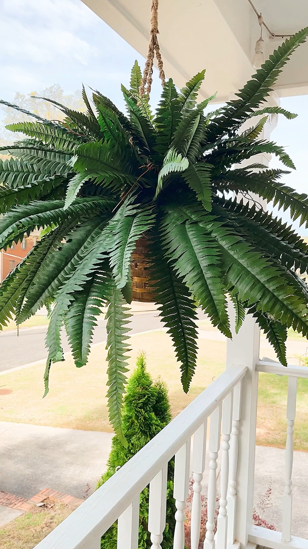Double giant hanging fern from @nearlynatural 

#LTKstyletip #LTKhome #LTKSeasonal