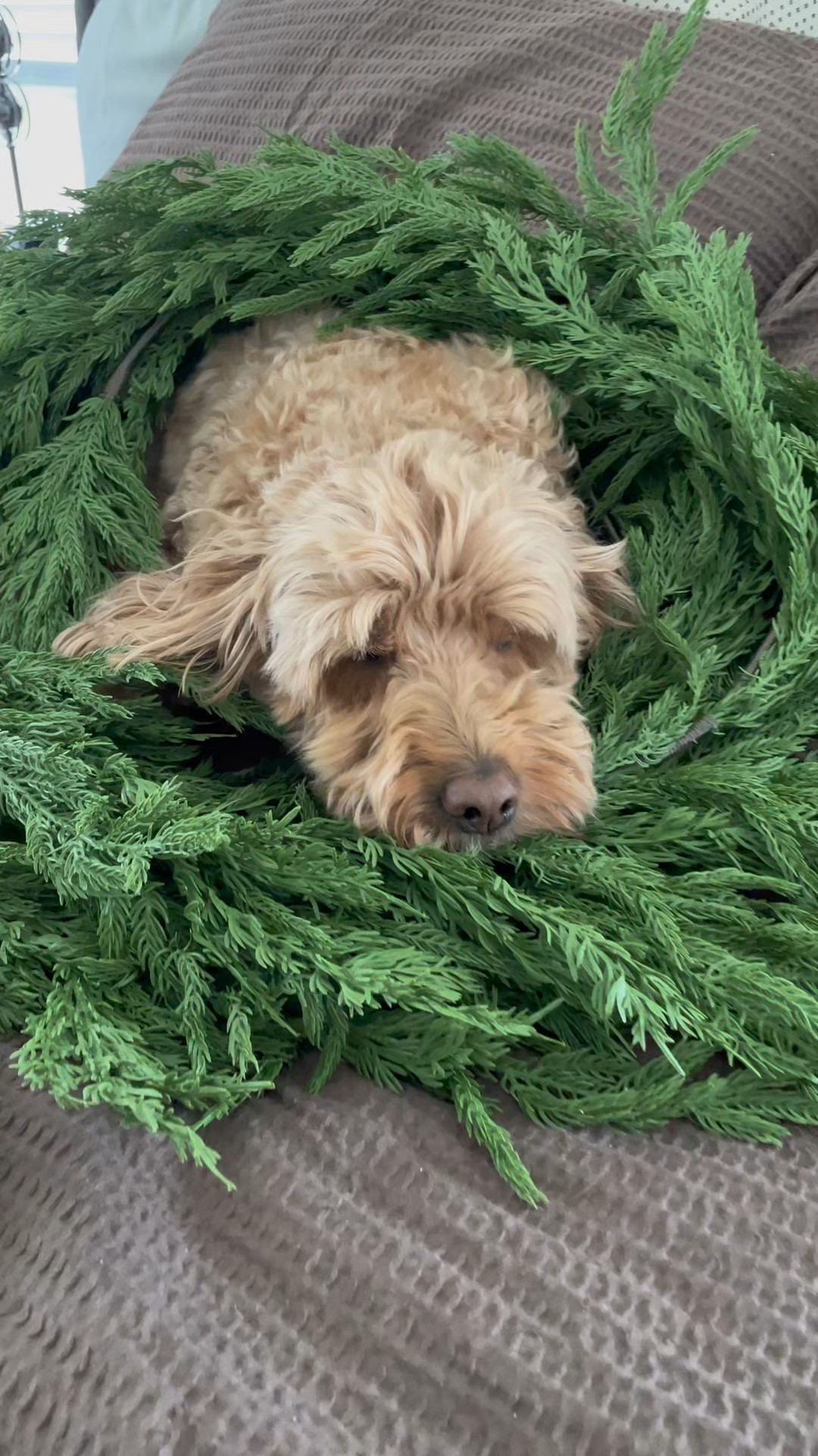 How gorgeous is this Norfolk pine garland?! It's soft, realistic and affordable. There are so many styles to pick as well. 

Holiday decor // Christmas decor // Christmas garland 

#LTKHoliday #LTKCyberWeek #LTKHome