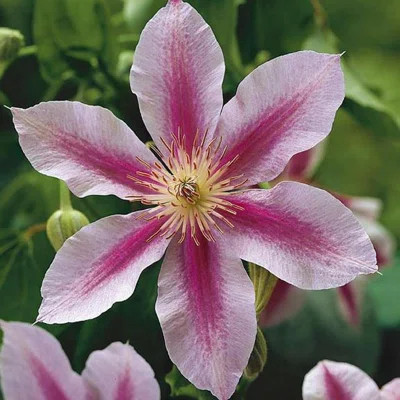 Clematis Piilu Little Duckling - Live Plant in a 4 Inch Growers Pot - Clematis Piilu Little Duckling - Starter Plants Ready for The Garden - Beautiful | Wayfair North America