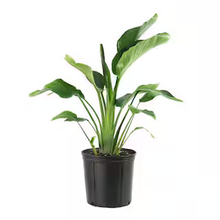 national PLANT NETWORK 10 in. Bird of Paradise Plant with White Blooms HD7669 | The Home Depot
