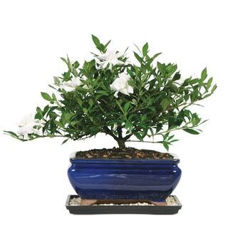 Gardenia Bonsai Tree Plant Outdoor Plant in Ceramic Bonsai Pot Container, 4 Years Old, 6 to 8 in. | The Home Depot
