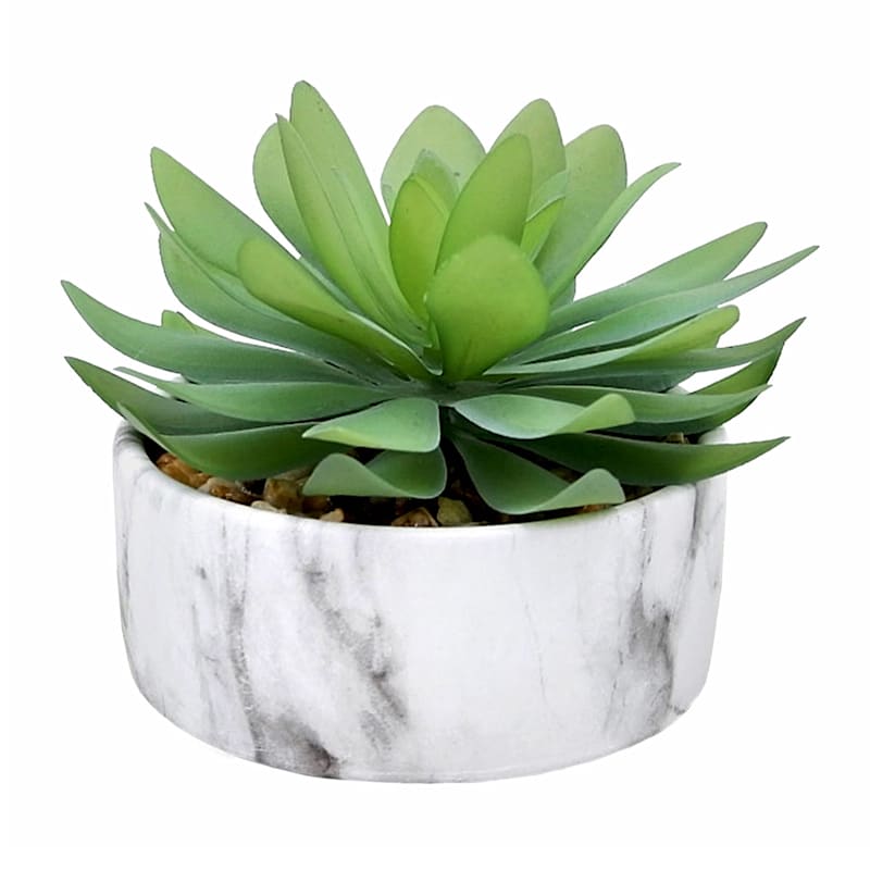 5IN Succulent In Ceramic Pot | At Home