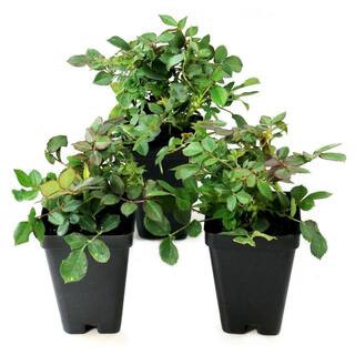 2.5 in. Rose Miniature Lavender Jewel with Purple Flowers (3-Pack) | The Home Depot