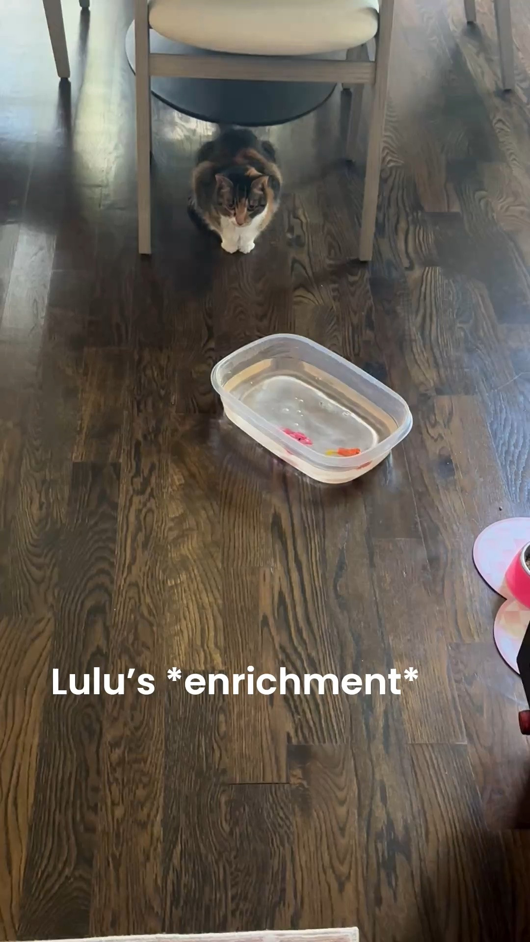 Amazon find
Cat toy