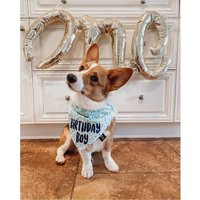 Birthday Dog Bandana - Party Tails Up, Pup | Etsy (UK)