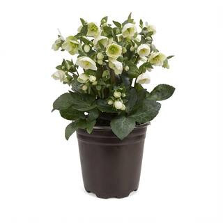 FROSTKISS 1 Gal. Moondance Hellebore Live Flowering Shade Perennial Plant with White Flowers Fadi... | The Home Depot
