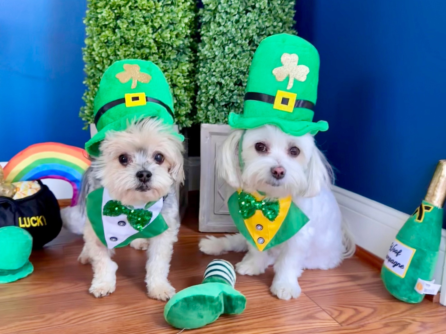 St Patty Paws 🍀

#LTKSeasonal