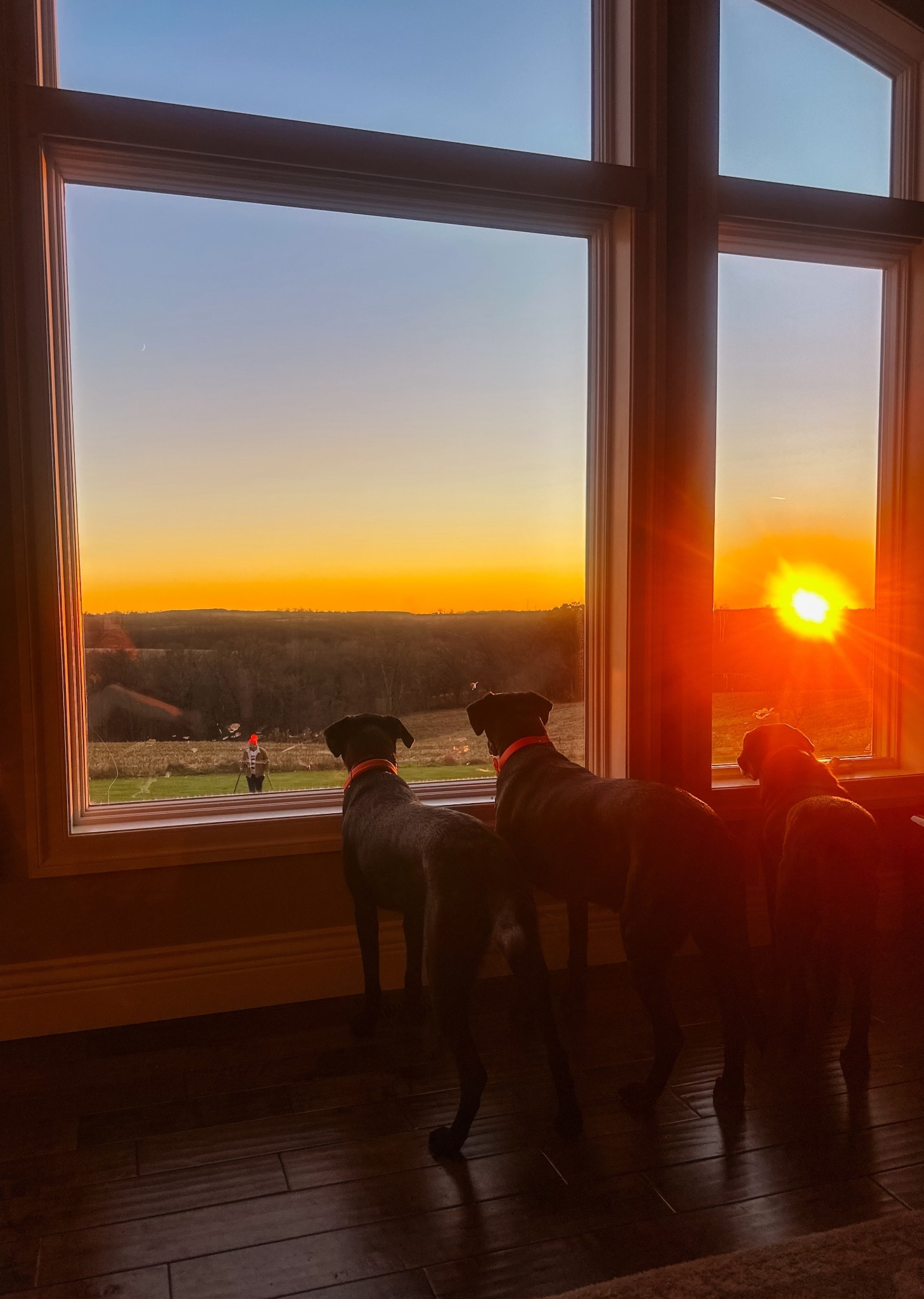 The little family ❤️ Dixie & her two babies - Buck & Piper!! 