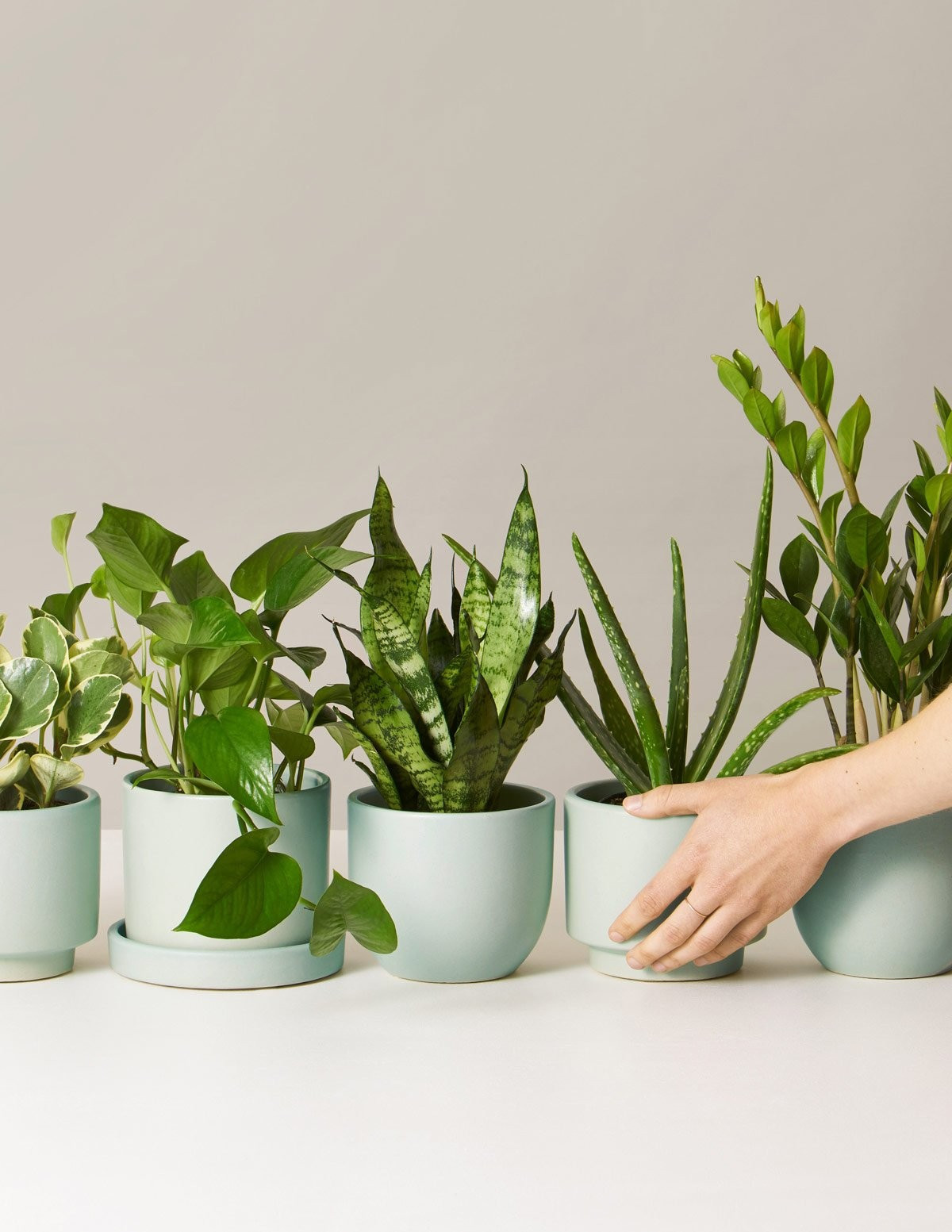 Plants for Beginners | The Sill