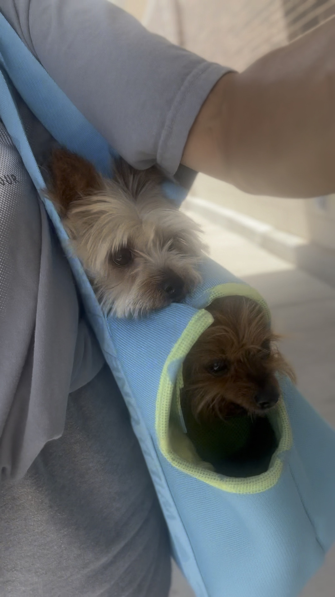 Everyday dog carrier / bag for travel

#ltkvideo #ltkover40 #ltkitbag

#LTKTravel #LTKFindsUnder100 #LTKFamily