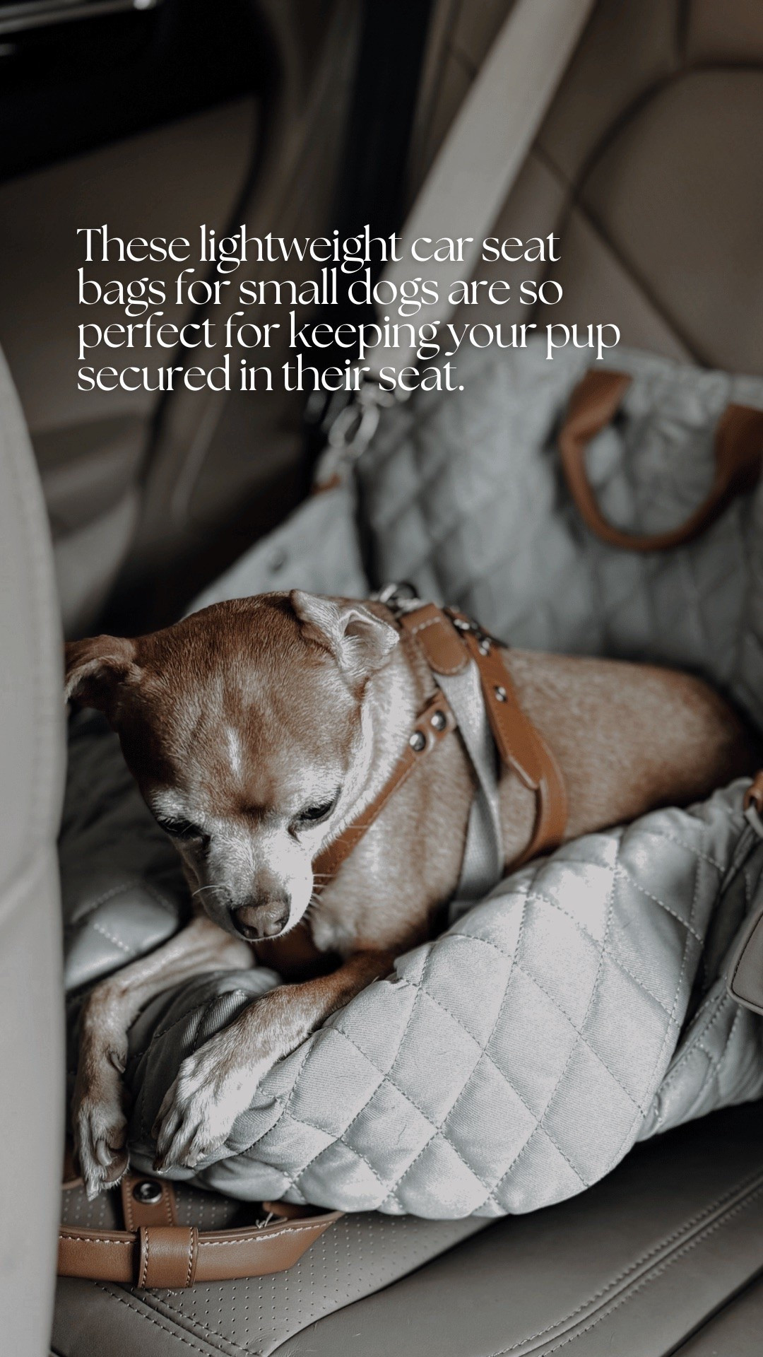 Dog car seat safety bags. Keep your fur kid safe in style. 

#LTKPet

#LTKmomlife #LTKTravel