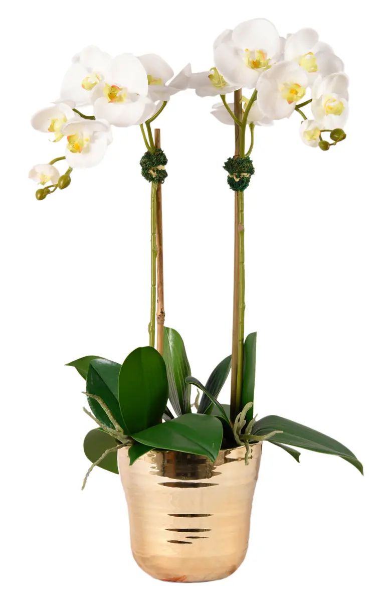 Kingly Orchid Planter Decoration | Nordstrom