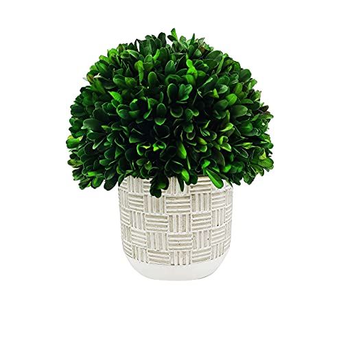 Natural Preserved Boxwood Topiary in Cement Pot | Amazon (US)