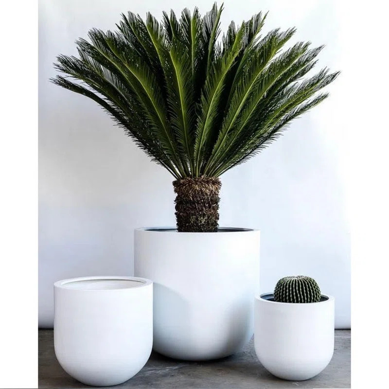 Dorlis Fiberglass, Natural Stone Powder and Virgin Resin Pot Planter | Wayfair North America