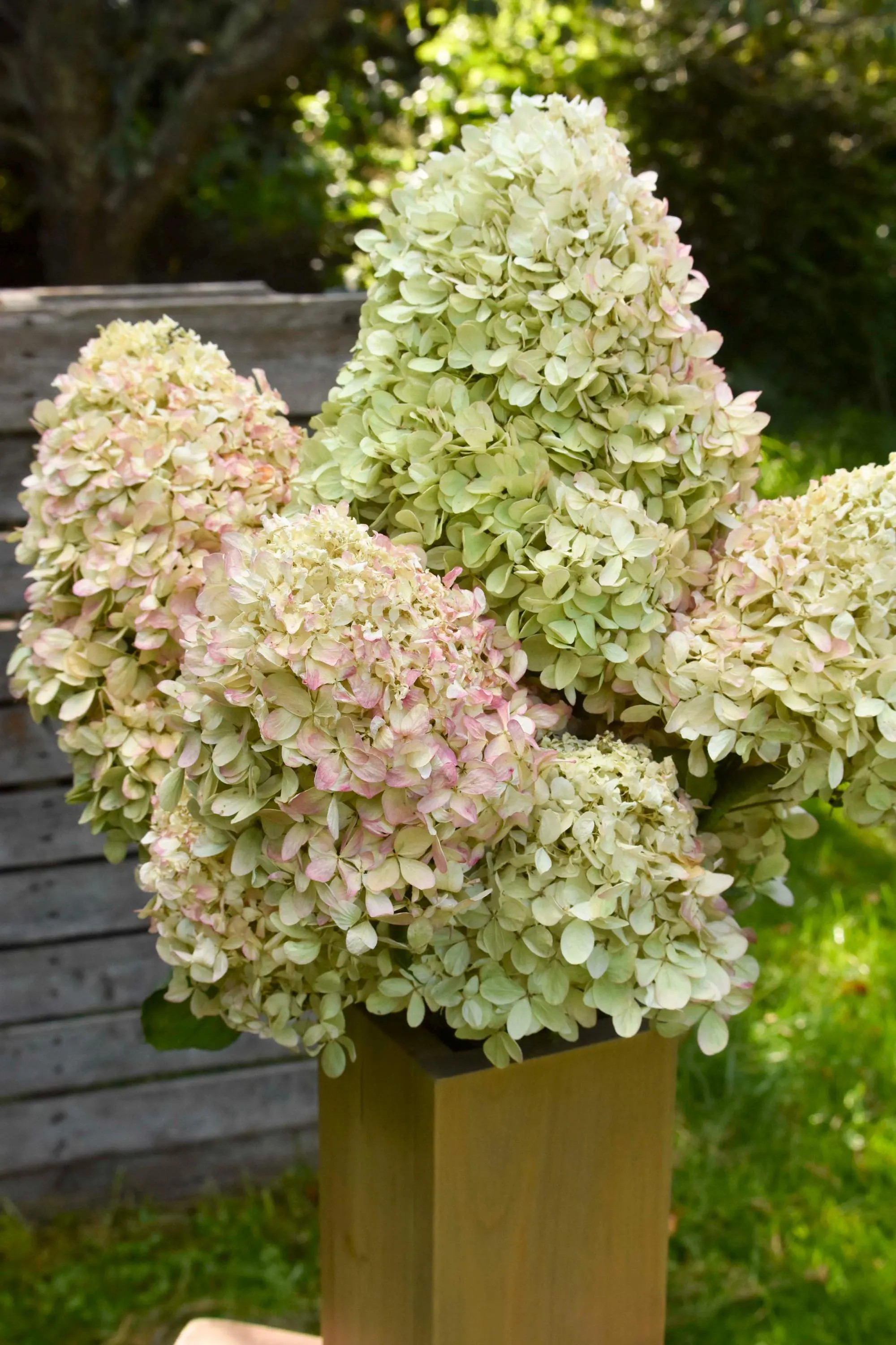 Dried Limelight Hydrangea Blooms | Large Natural Green to Cream Vintage Flowers | Wedding Centerpieces, Home Decor, Crafting | Etsy (Global)