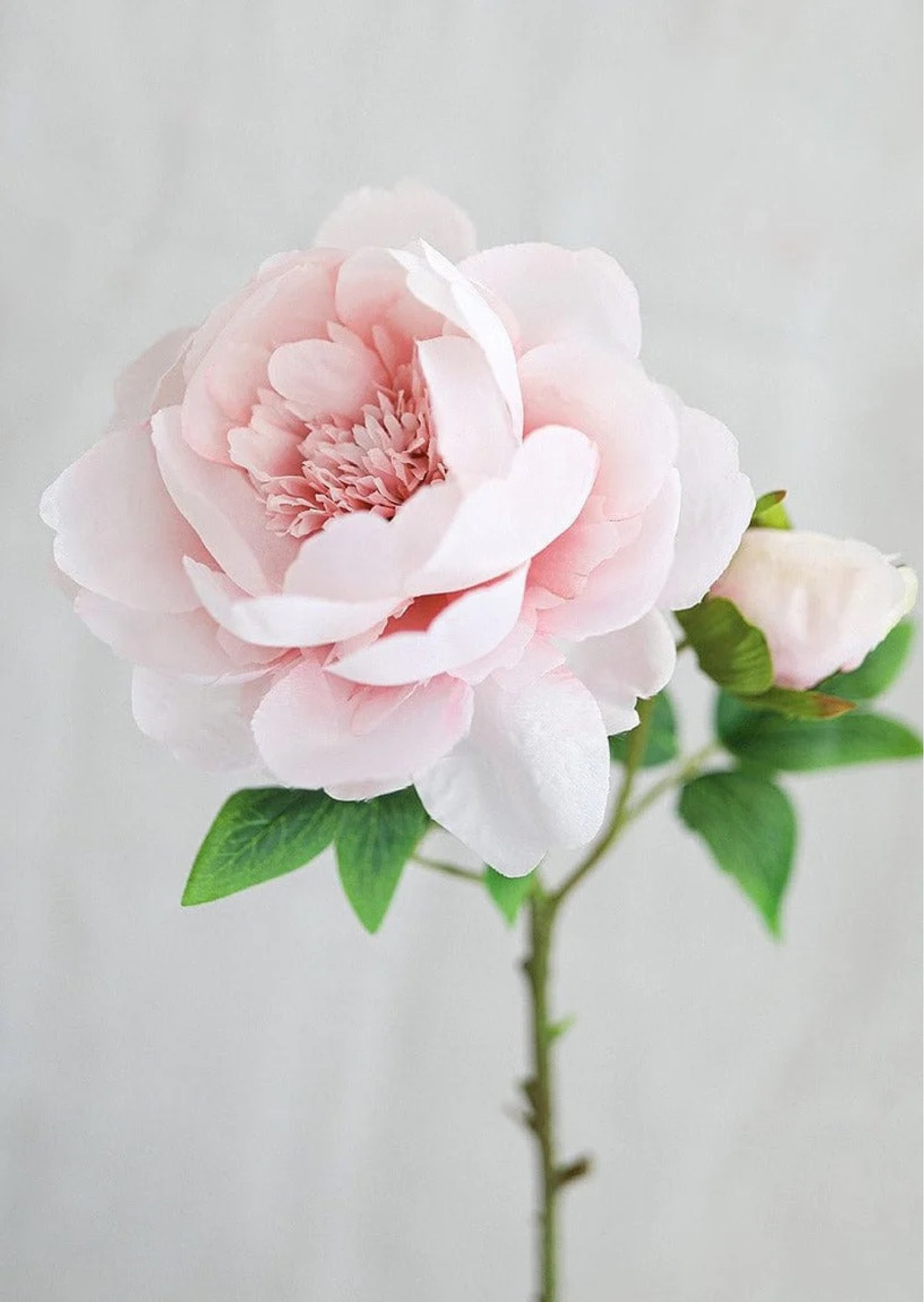 Faux peonies on major sale! Almost 50% off! Scroll down to see how I styled them 

#LTKhome #LTKunder50 #LTKsalealert