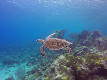 Discover Scuba Dive at PADI 5 STAR Dive Center Blue Bay Dive - Curacao | Expedia | Expedia (US)