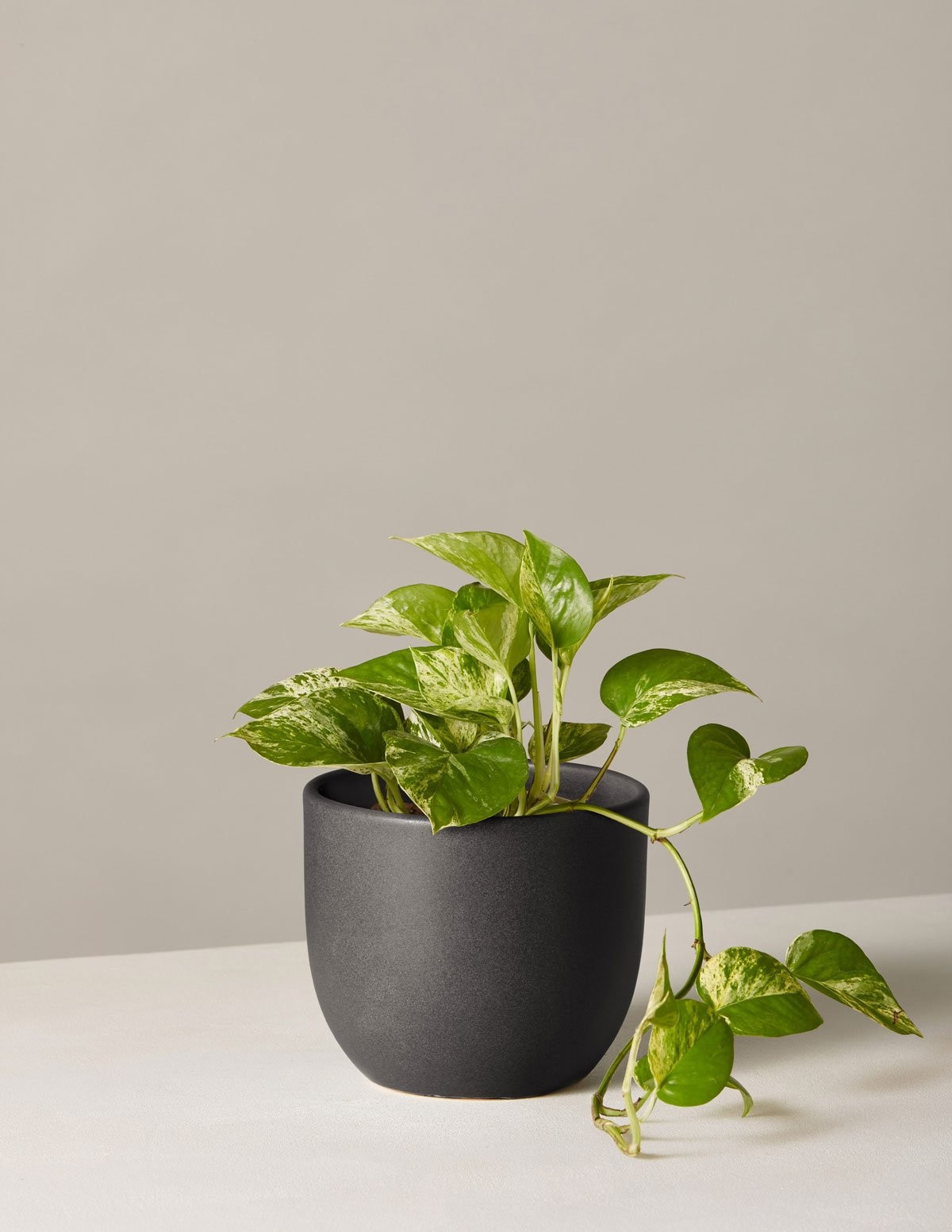 Golden Pothos | The Sill