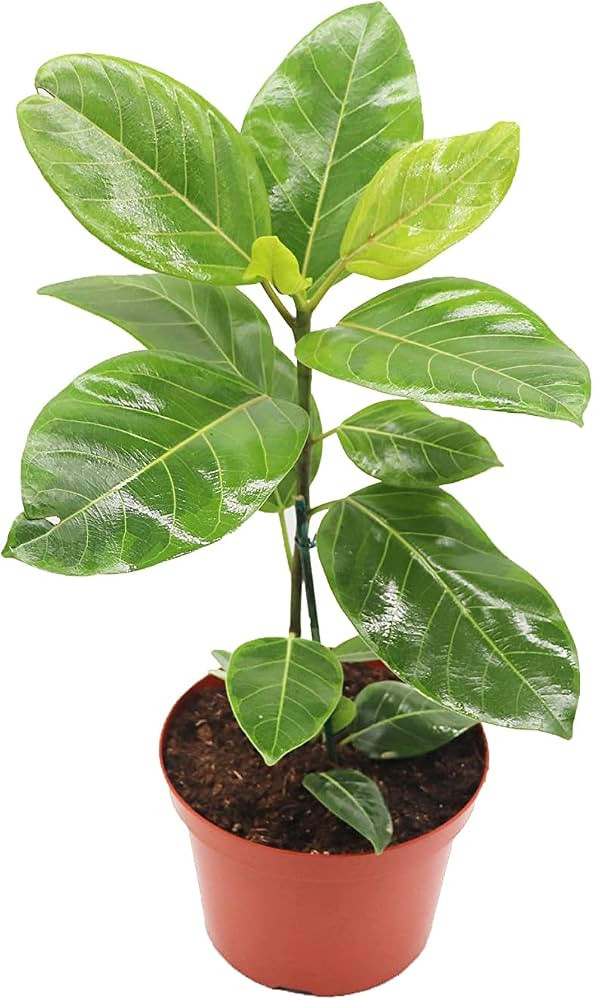 Ficus Altissima 'Yellow Gem' - 8'' from California Tropicals | Amazon (US)