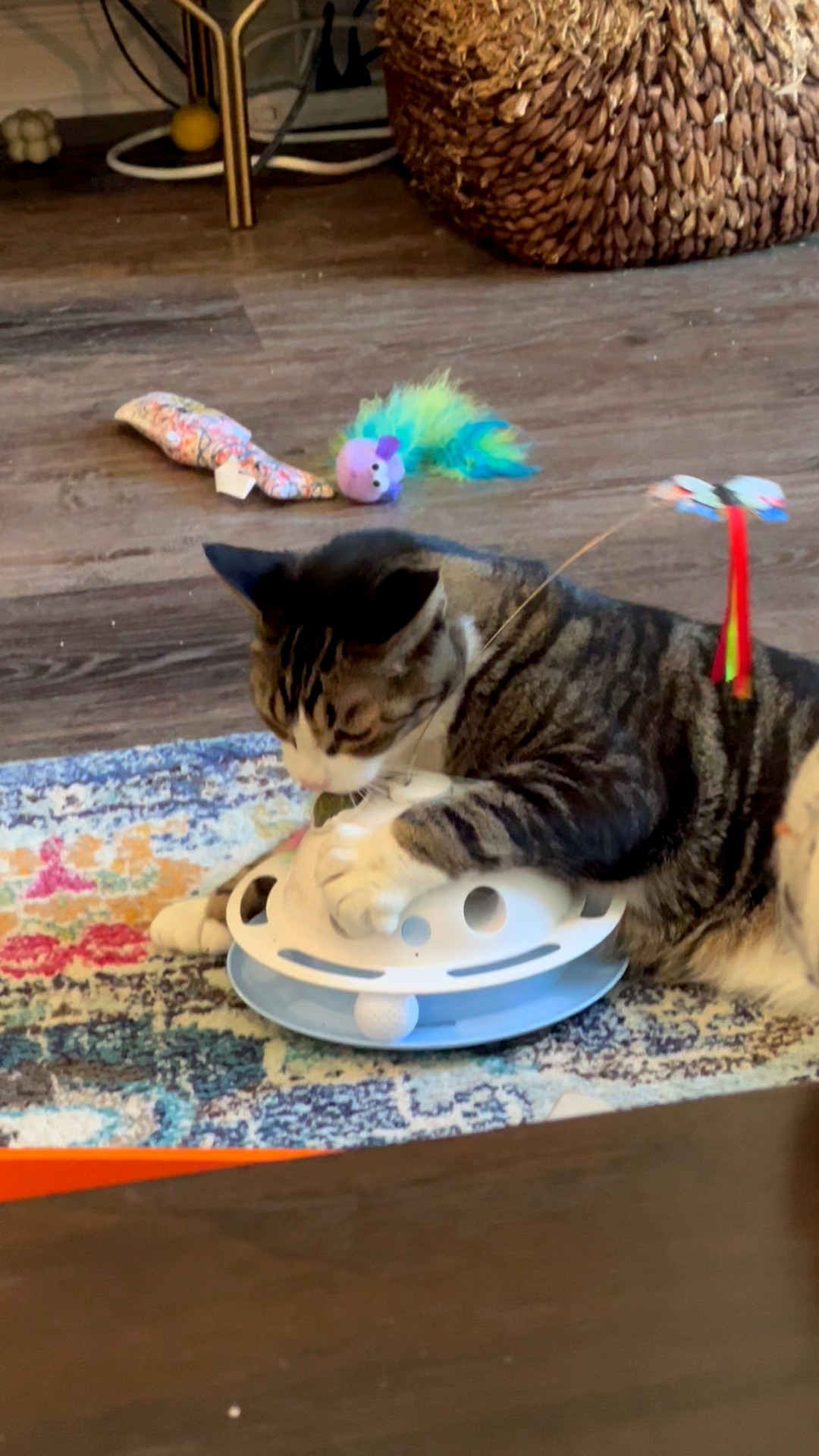 This interactive cat toy is a huge hit in my house! The kitties are really into the catnip balls lately 😹🐾

#LTKPets #LTKHome #LTKFindsUnder50