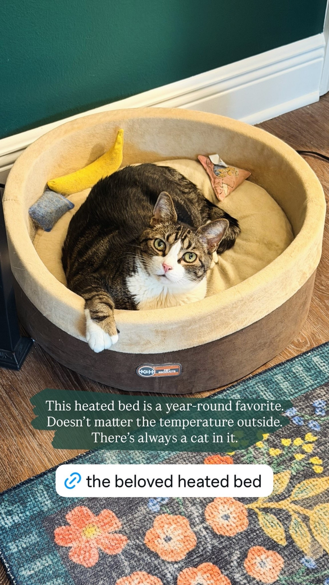 This heated bed is a year-round favorite. Doesn’t matter the temperature outside. There’s always a cat in it.