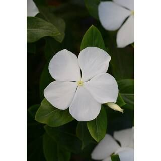BELL NURSERY 6 in. White Vinca Plant Annual Live Plant, White Flowers (4-Pack) | The Home Depot
