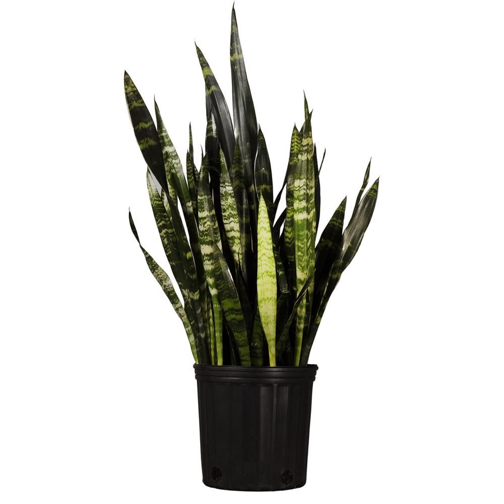 United Nursery 24 in. to 28 in. Tall Snake Plant Live Sansevieria Black Coral Plant in 9.25 in. Grow | The Home Depot