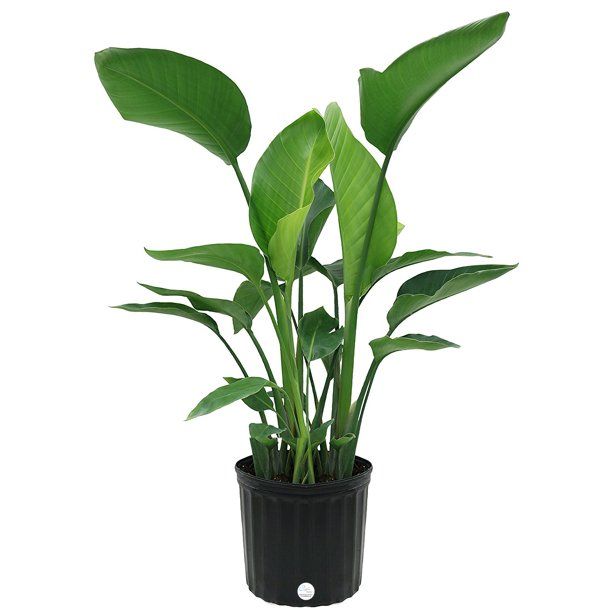 Delray Plants Live 34 to 44 inches Tall White Bird of Paradise (Strelitzia Nicolai) Easy To Grow ... | Walmart (US)