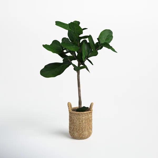 30'' Faux Fiddle Leaf Fig Tree in Glass Basket | Wayfair North America