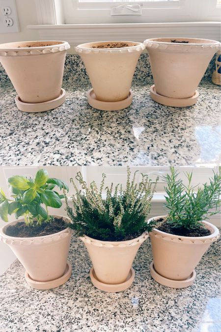 Terracotta planters 