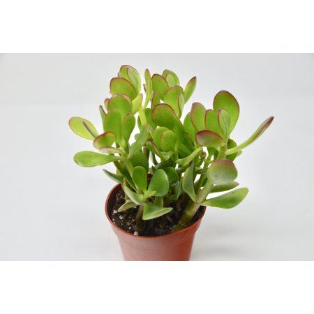 Jade Succulent 1-Pack / All Different Species / 4" Pot / Live Home and Garden Plants | Walmart (US)