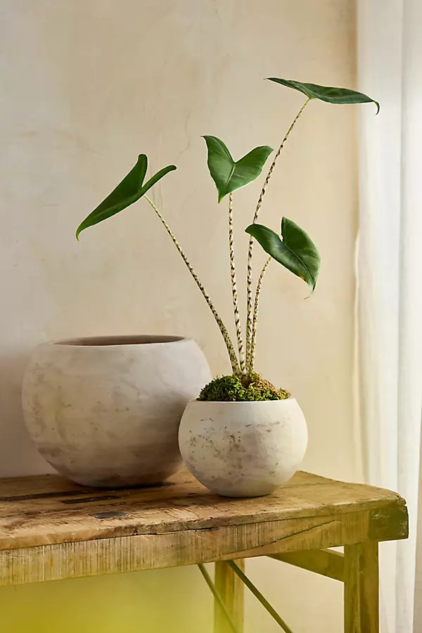 White Terracotta Globe Planter | Terrain