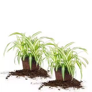 Spider Plant 6 in. Pot (2-Pack) THD100007 | The Home Depot