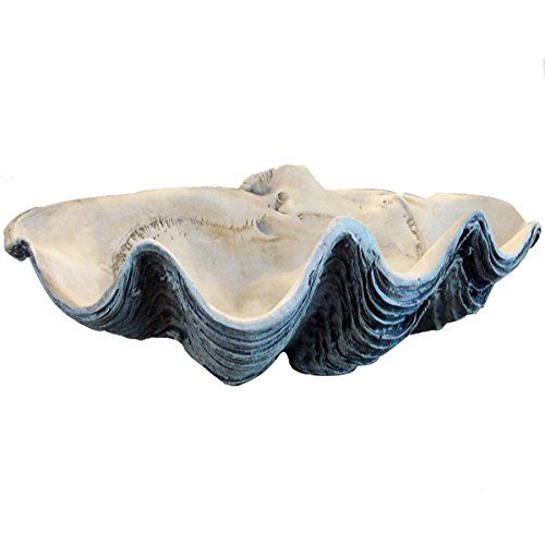 Giant Clam Shell 22 Inch White Gray Clamshell Seashell | Amazon (US)