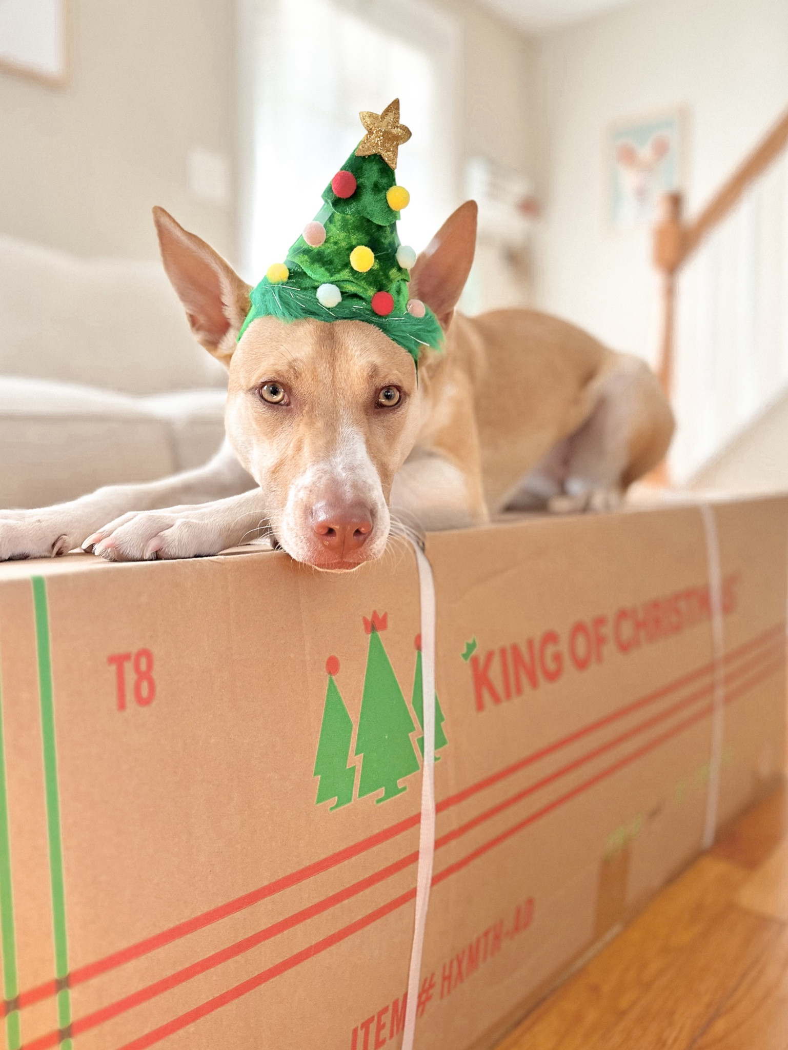 ready to start our Christmas decorating with king of Christmas trees 

#LTKHome #LTKSeasonal #LTKHoliday